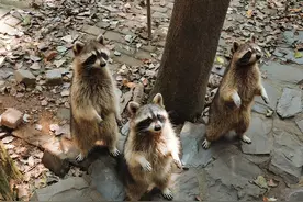 杭州市民饭后娱乐遛浣熊 当宠物它会“败家”图片