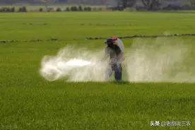 赤霉酸加上氯吡脲是较好的果实膨大配方，最高增产可达60%图片