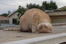 这组照片里的每一只猫都够你笑十分钟图片