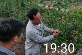 石榴抗性黑蚜越发严重怎么办？断其粮破其所灵活用药才能高效防治图片