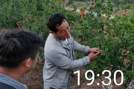 石榴抗性黑蚜越发严重怎么办？断其粮破其所灵活用药才能高效防治图片