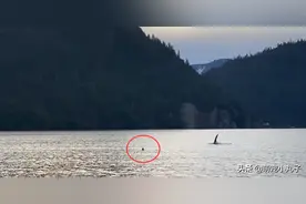 海獭被虎鲸追捕，它三次跳上人类的小船：可以救救我吗？图片