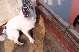 小狗太凶，大爷一怒之下80把狗卖上狗肉车：喂了两三个月还不认我图片