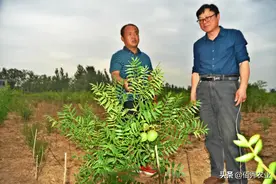 北方农村特有“果树”，果实不能吃，种子可榨油，警惕炒作风图片