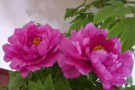 盆栽牡丹不难养，前期移栽“狠狠心”，后期好养护，开花必爆盆图片