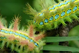 害虫洋辣子是什么？为什么卖这么贵？图片