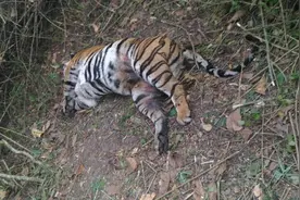 16年一只母老虎的最后三餐：吃懒熊、啃穿山甲，最后与毒蛇同归图片