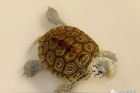 懒人养龟苗的捷径道路，这样操作安全可靠图片