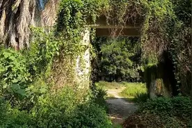 中越边境废弃营房，杂草丛生满目疮痍，越南人留言看看说的啥图片