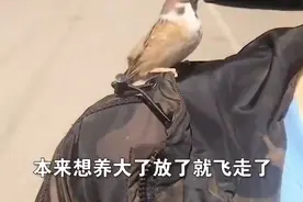 辽宁一男子救治受伤麻雀，治好后麻雀把他当成主人，赖着不走了图片