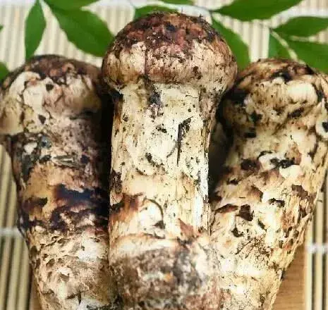 云南10种野生菌，你最喜欢吃哪几个？