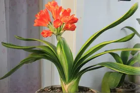 养君子兰要会施肥，适合它的肥料有“3种”，不同时期用法不同图片