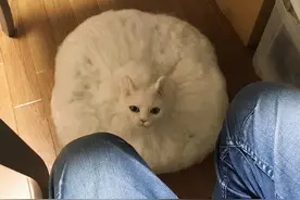 这只机器猫太诡异了，我san值狂掉图片