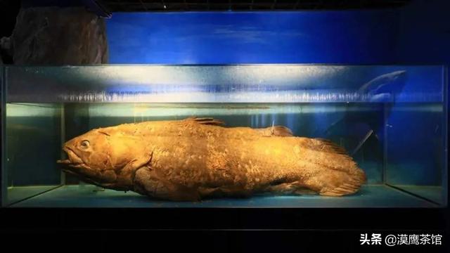 雌雄互换？放电高手？毒死自己？跟随鱼类学家体验神奇的海底世界