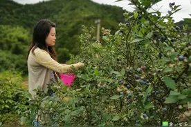 黎川采摘经济风生水起图片