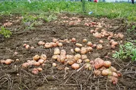 多地又“泛滥成灾”，几十亩土豆被糟蹋，农民：辛苦一年打水漂了图片