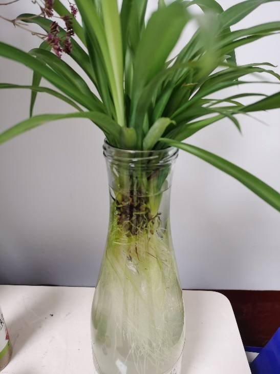 多肉植物养殖方法吊兰(吊兰多肉植物怎么养才养得又大又肥)-措必培
