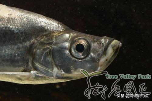 翘嘴鱼怎么去鱼鳞