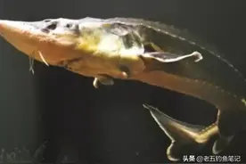 看重庆禁鱼区新管理制度，钓鱼人迎来春天，值得全国推广图片