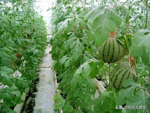 诺基尔：不起眼的氨基酸，原来你这样的了不起