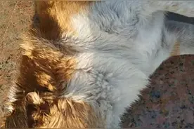 细思极恐！小狗离奇中毒死亡嘴里发现一段鸭脖，狗主人伤心之余，店里发现了第二段…图片