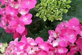 家庭盆栽绣球花，做好这4点，花团锦簇，花开艳丽美如画图片