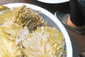 过去被农民当柴烧的树叶，如今日本韩国大量进口，是为了做什么？视频封面