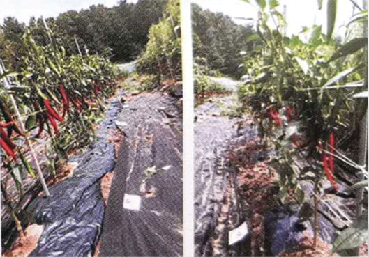 【江苏绿港】最新植物营养剂艾弗农-ISKAL纳米氨基酸