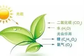 什么叫光合作用？光合作用有什么意义？图片