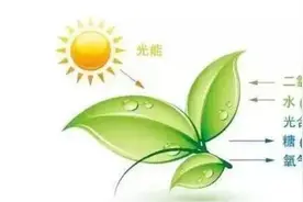 什么叫光合作用？光合作用有什么意义？图片