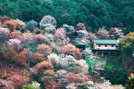 摄影美图：奈良吉野山，千本樱，日本第一赏樱名所 图片