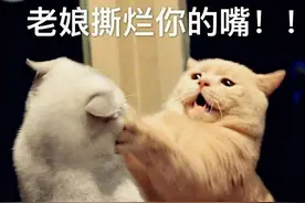 外国教授：我眼里的中国留学生，比你们想象的还糟糕图片