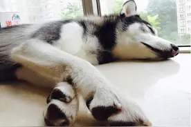 狗狗发烧的几大特征，主人一定要知道图片