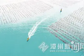 东山：一叶轻舟入海 满载海苔而归图片