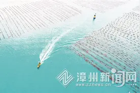 东山：一叶轻舟入海 满载海苔而归图片