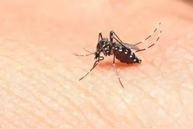 为何迪士尼没有蚊子？西瓜视频告诉你答案图片