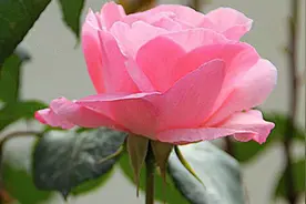 月季下雨天能剪枝吗图片