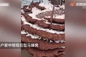 “聚宝盆”变夺命王？贵州惊现巨型马蜂窝！有多毒？为何不能掏窝图片