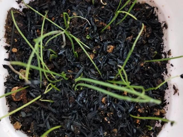 养分含量超高的营养土，自己在家也能做，省下一大笔 买花钱