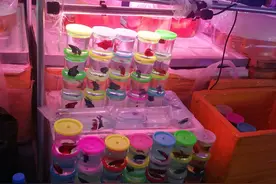 宠物鱼店是这样套路你的，你知道吗？图片