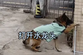 一顿操作猛如虎，退役警犬帅翻了！图片