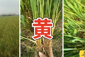 哭！近期麦苗大片大片发黄，怎么补救？5大原因必看图片
