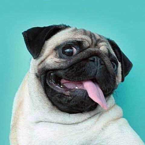 短毛大眼爱干净的狗狗，巴哥犬的日常护理怎么做？