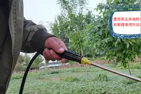 墨西哥玉米地苗后除草选对除草剂和掌握使用方法种植并不难视频封面