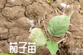 茄子苗老是不长怎么办，怎样防止成为僵苗？图片