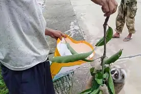 云南德宏一果园发现蜂猴，抱住树枝不松手，这么可爱的猴能养吗？图片