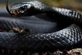 非洲草原上五种可以杀死狮子的动物图片