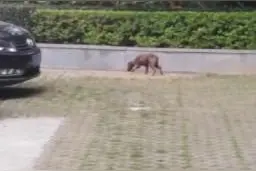 #多样世界生生不息#——一只流浪泰迪的故事图片