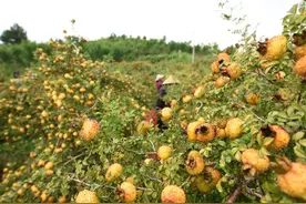 刺梨居然还有这样一个传说，你知道吗？图片