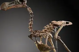 大自然的惨剧：住在“桃花源”的渡渡鸟为何被人类“逼到”灭绝？图片